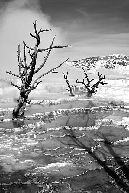 Bare Trees, Mammoth Hot Springs