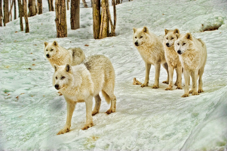Solarize Arctic Wolves