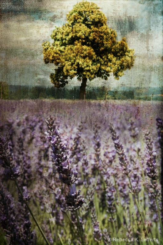 Lanvender Fields