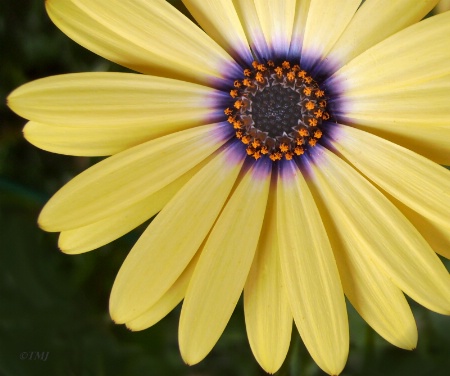 Yellow Daisy