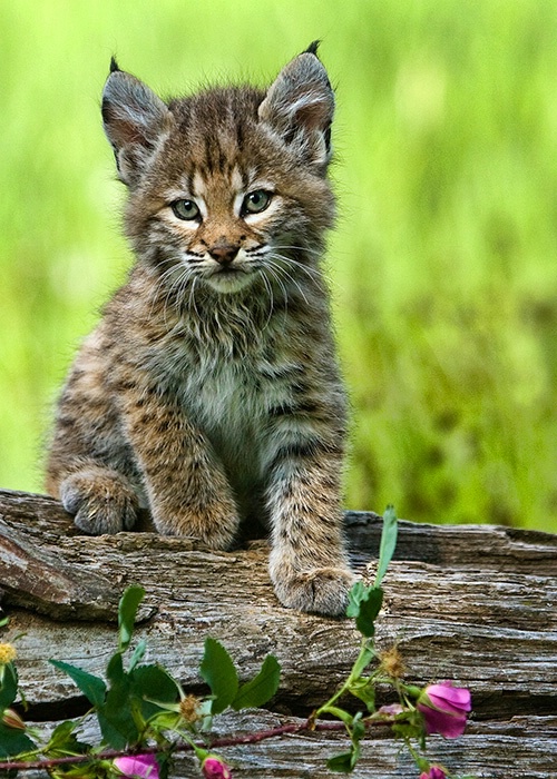 Lynx Kitten Posing