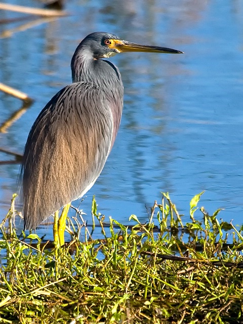 Louisiana Heron