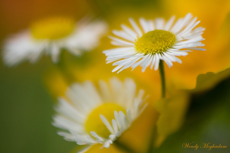 Three in Yellow