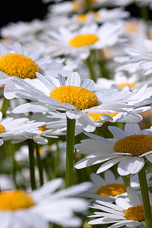 Pushin' Up Daisies