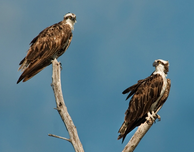 Osprey 2 - ID: 8689106 © Michael Cenci