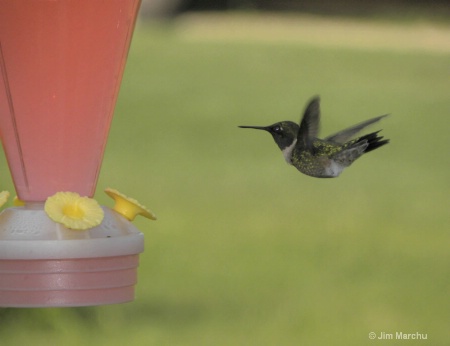 Hummingbird, shutter speed 1/1000th of a second