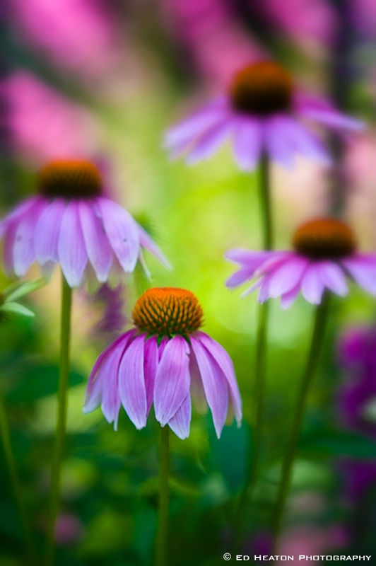 Cone Flowers