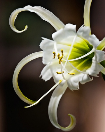 Peruvian Daffodil