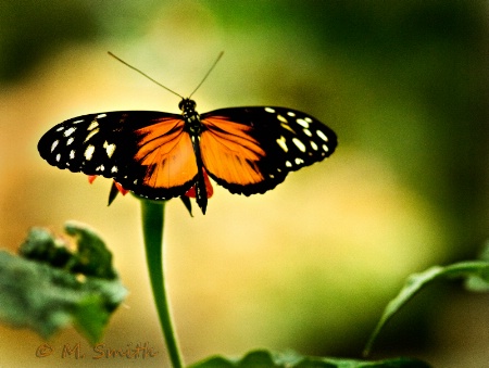 Rosita or Crimson Patch Butterfly