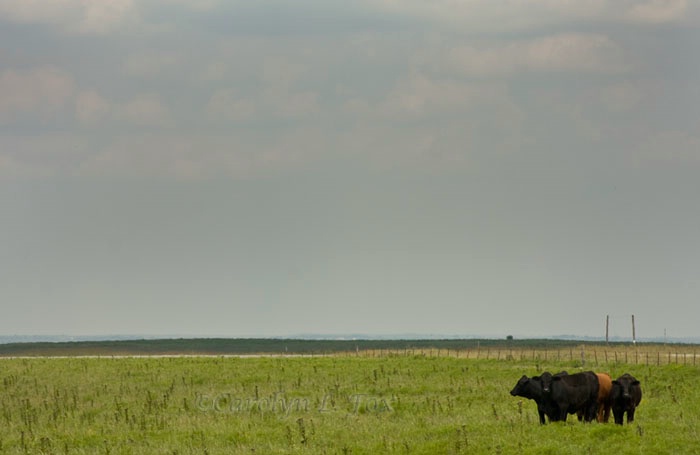 Cow in Kansas