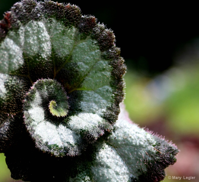 Begonia Escargot