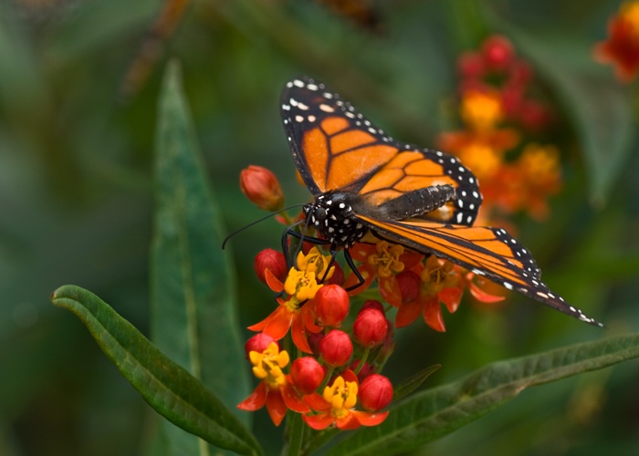 Monarch on Milkweed - ID: 8690539 © george w. sharpton