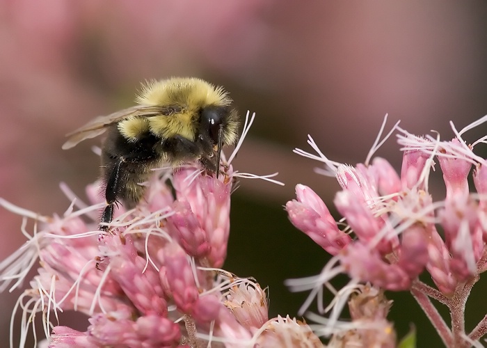 Bee on Joe Pye Weed - ID: 8690541 © george w. sharpton