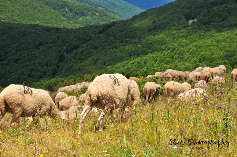 Sheep of Galichnik - Macedonia - ID: 8690885 © Shelia Earl