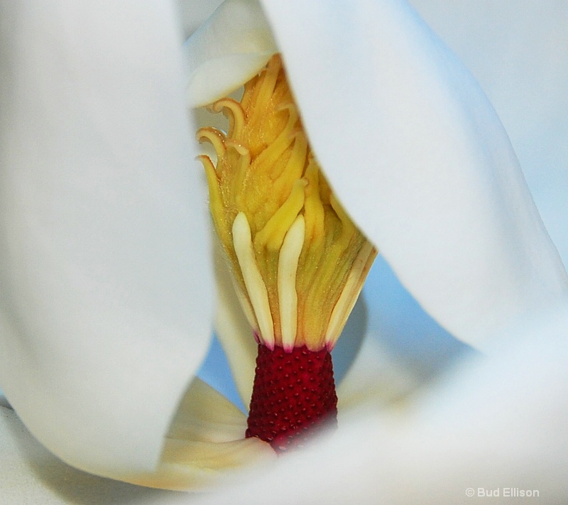 Magnolia Blossom