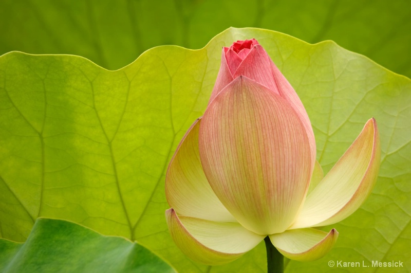 Lotus Blossom - ID: 8692707 © Karen L. Messick