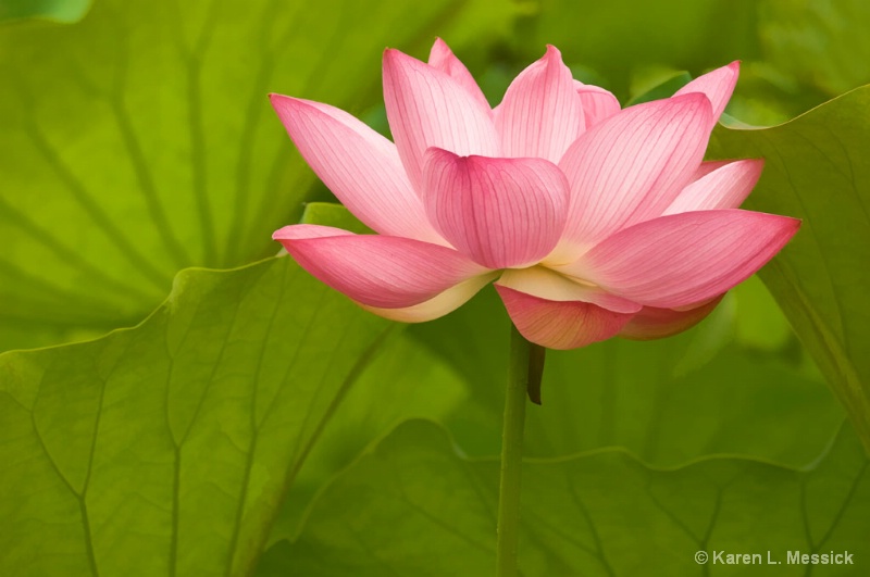 Lotus Perfection - ID: 8692708 © Karen L. Messick