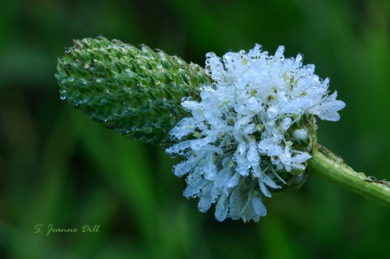 White Prairie-clover