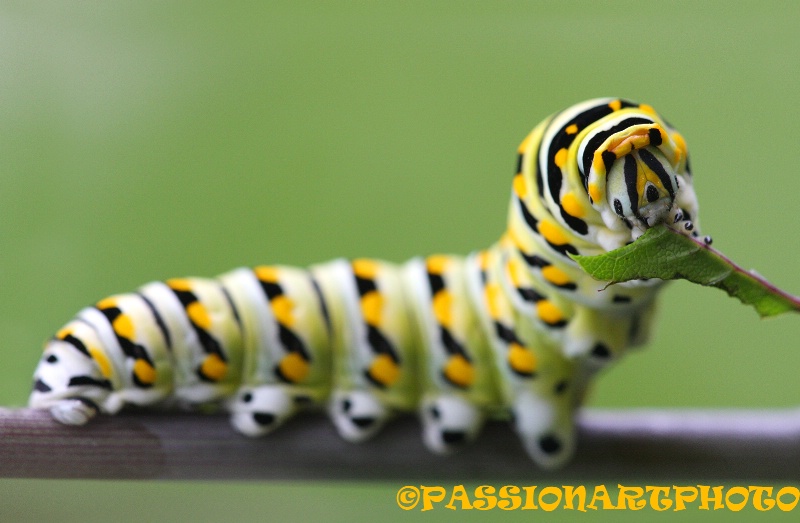 Swallowtail Up Close