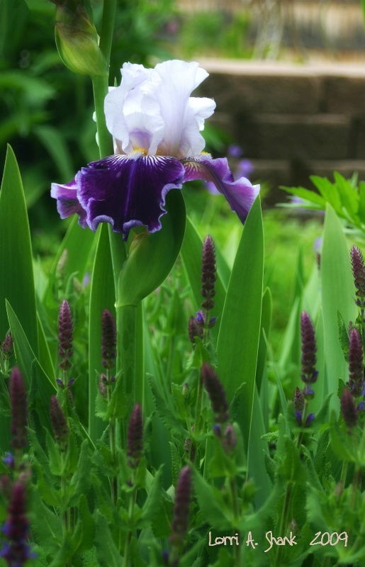 Iris Glow