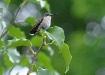 Hummingbird At Re...