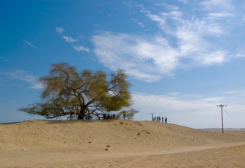 Tree Of Life, Bahrain. Nominated for Worlds Natura