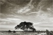 The Tree