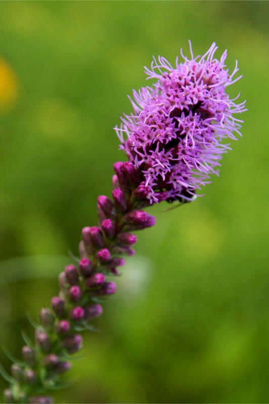  Purple Flower
