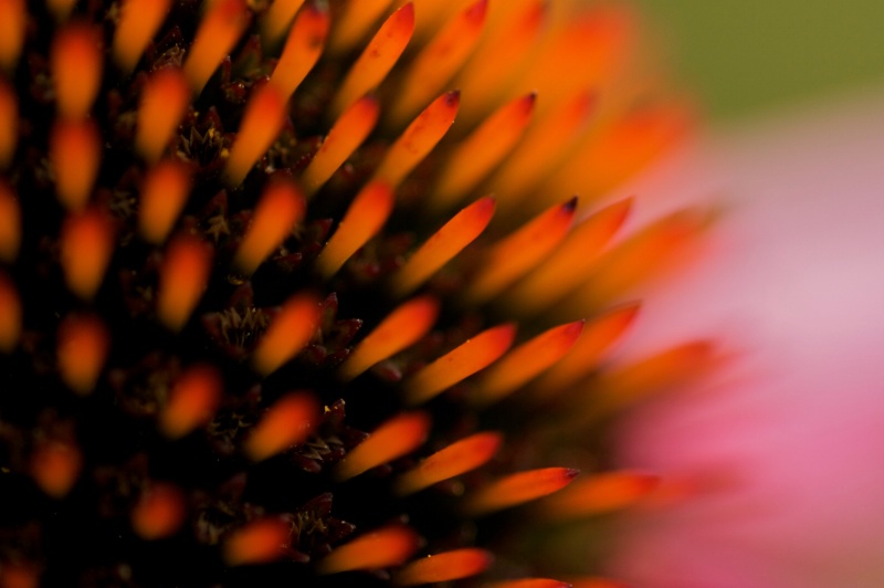 Cone Flower (Echinacea) Closeup
