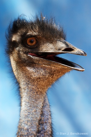 A double-neck emu