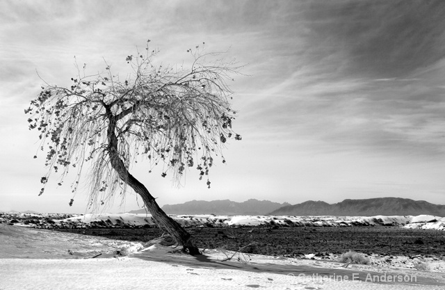 Rooted in Sand