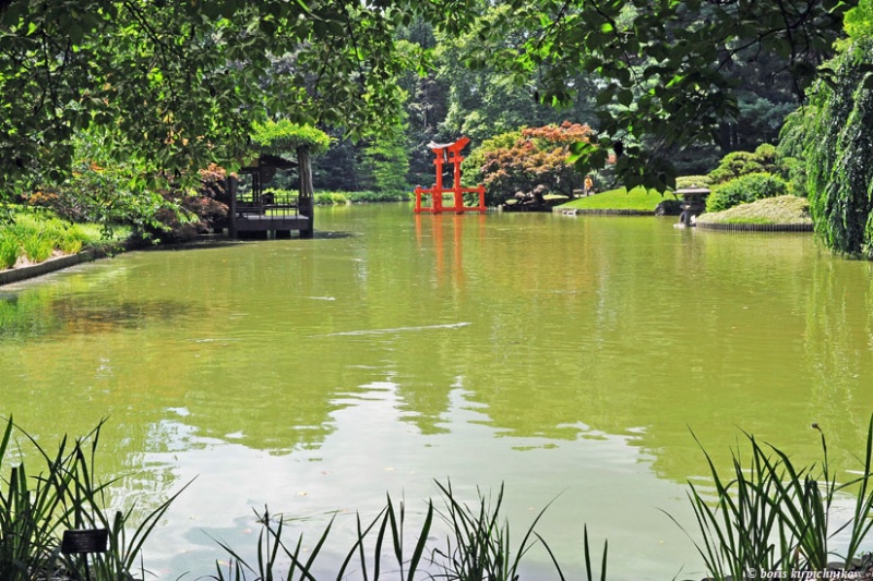 pond in japanese garden