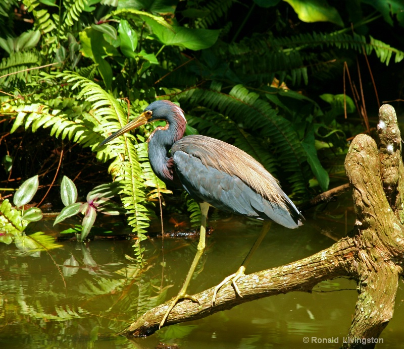 Tri Color Heron - ID: 8699609 © Ron Livingston