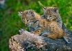 Lynx Kittens