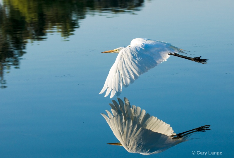 Great Egret