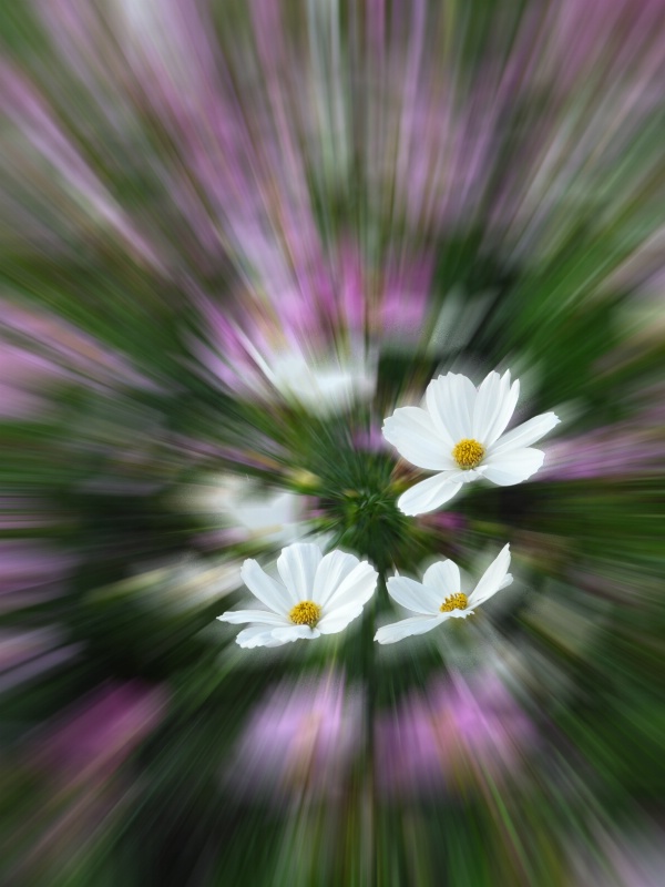 purple flowers radial blur