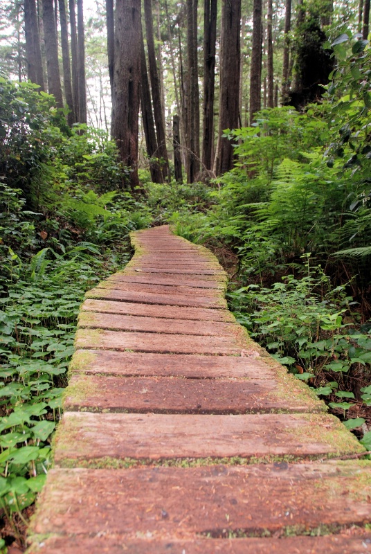 Walkway in the rainforest