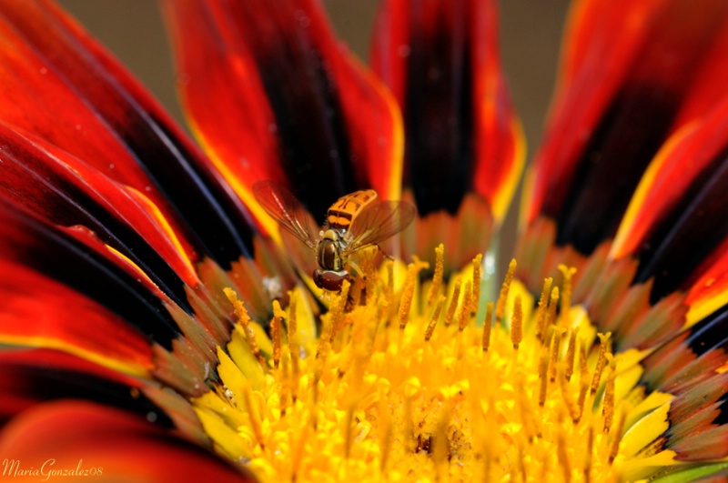The Pollinator 