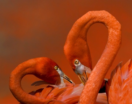Flamingo Heart