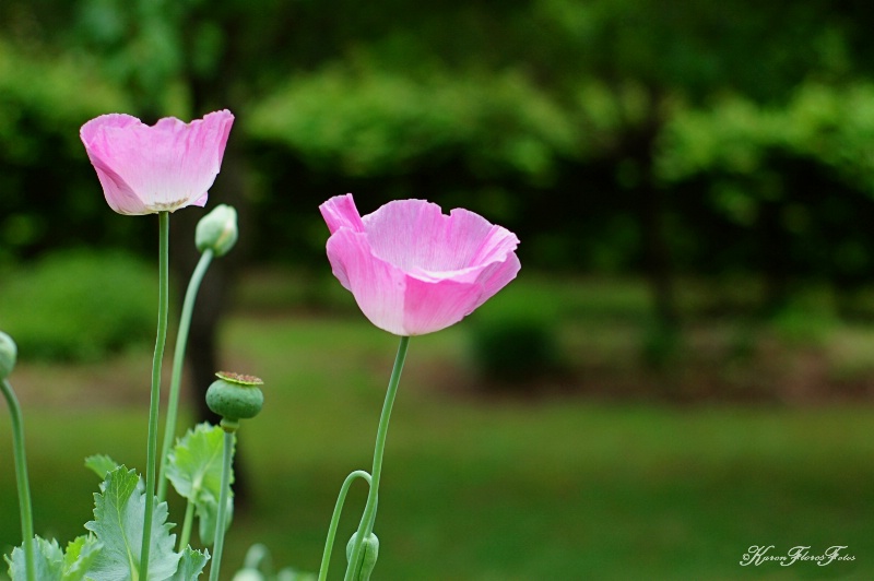 Hope Blooms