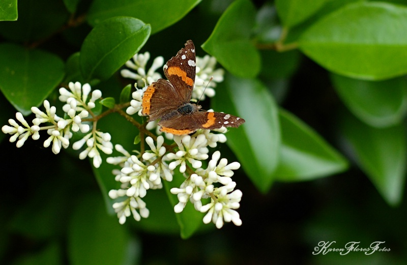 A Flying Flower