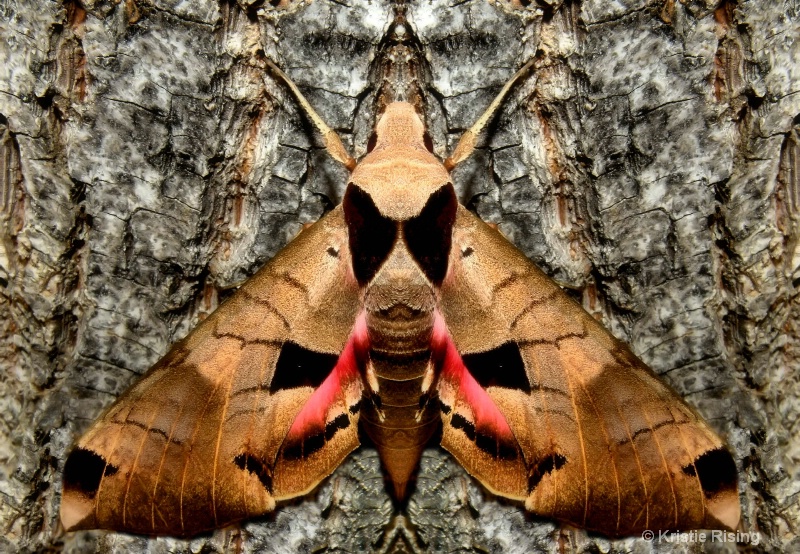 Moth beauty