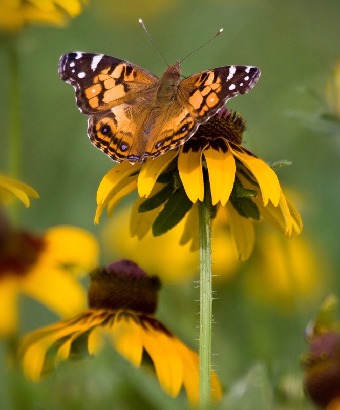 Nature at Work - ID: 8708803 © Jeff Robinson