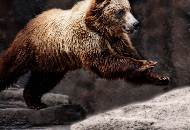 Alaskan Brown Bear