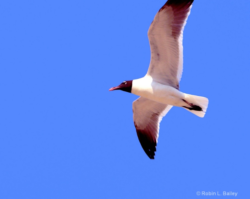 Blue Skies & Laughing Gulls.....