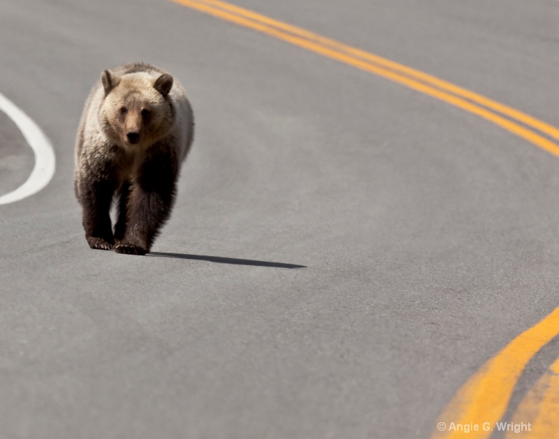 Street grizzly