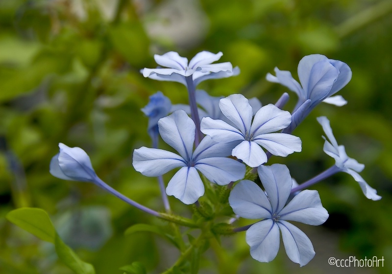 Peaceful Plumbago