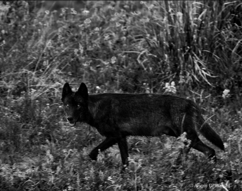 Black wolf monochrome 2