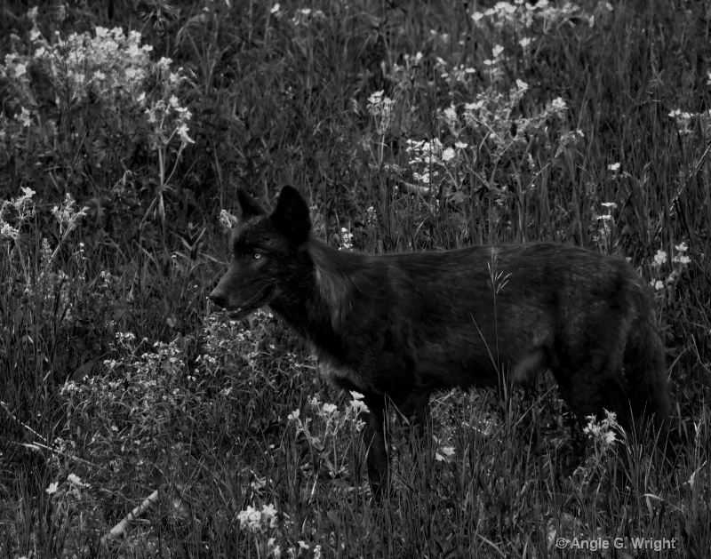 Black wolf monochrome