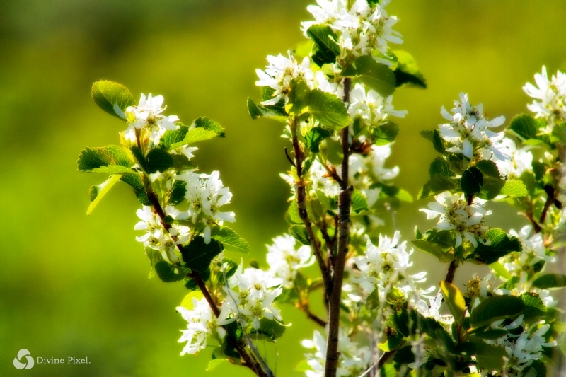 Mountain Flowers